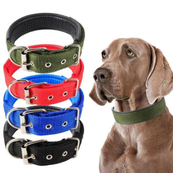 Collares perro